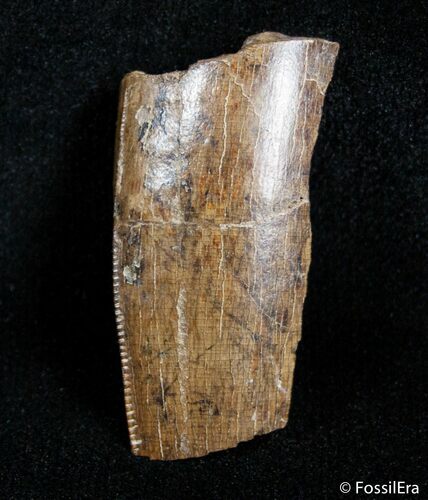 Partial Serrated Tyrannosaurid Tooth - T-Rex #2998